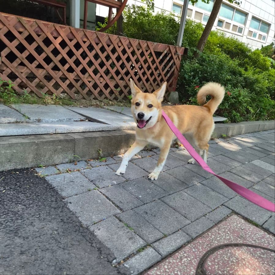 신라멍스애견호텔 죽전분당점 시설 2